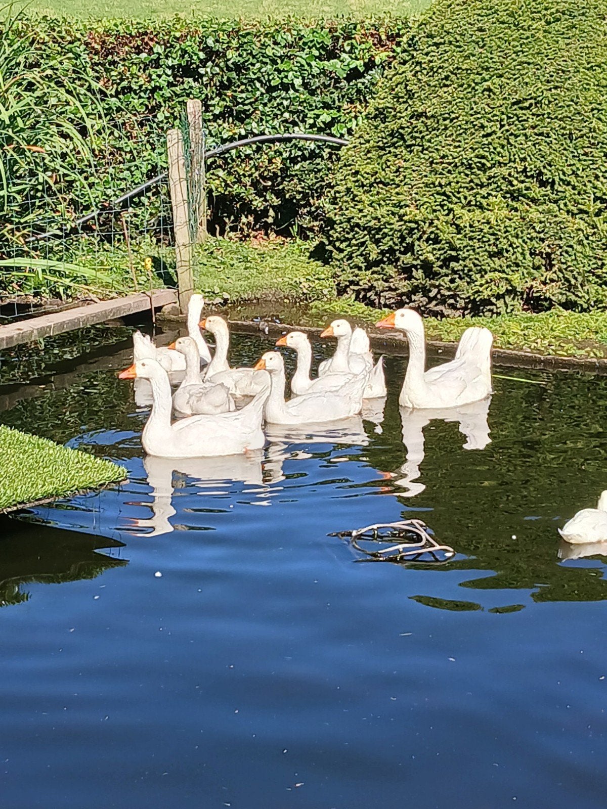 Te koop mooie jongen ganzen., Meerdere dieren