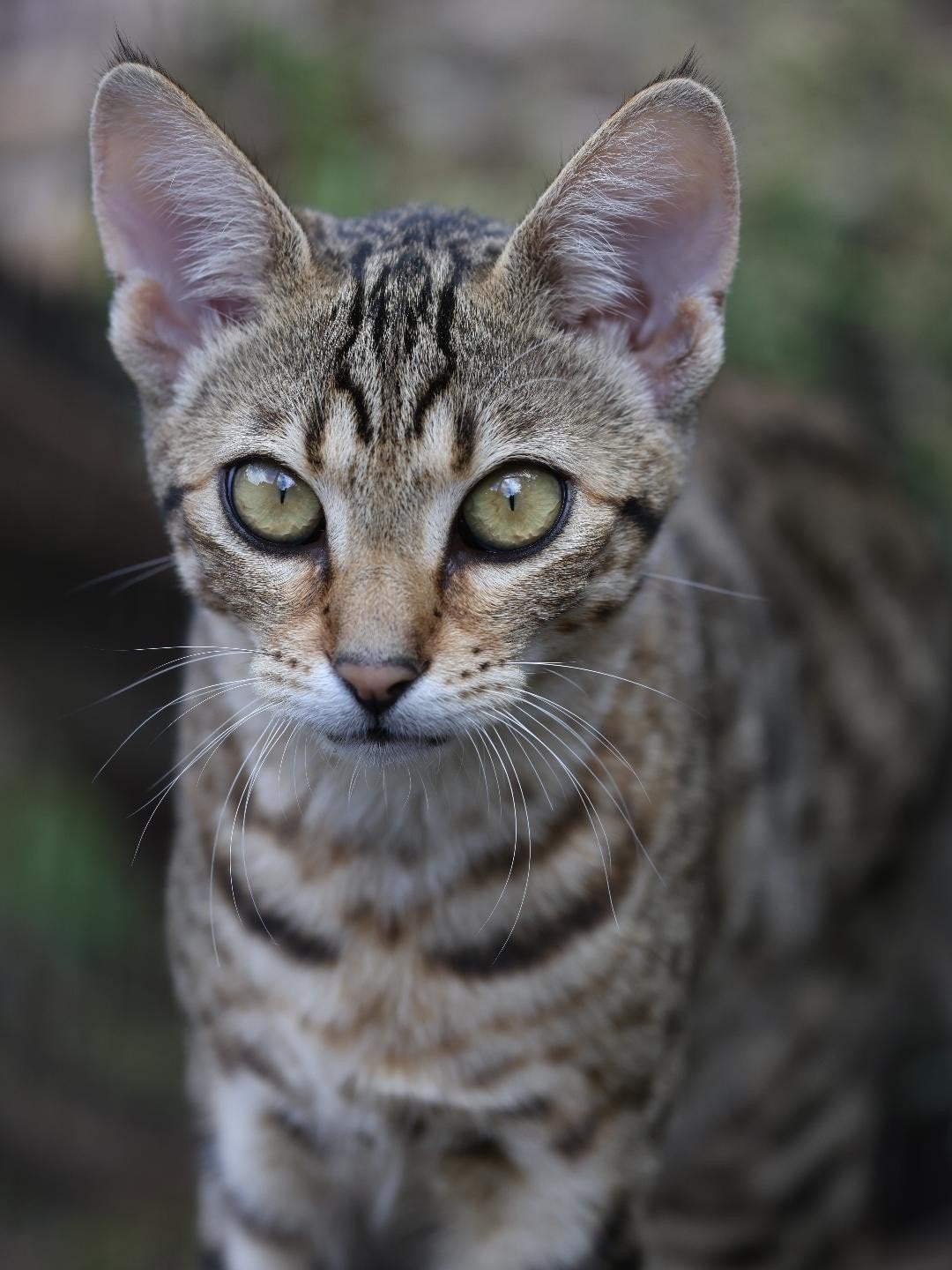 Prachtige F6 SBT Savannah poesje beschikbaar, Poes, Met stamboom, 0 tot 2 jaar