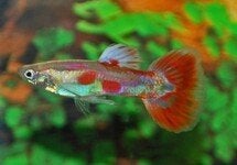 Guppy pigeonblood mannen Biosecure., Vis, Zoetwatervis, Schoolvis