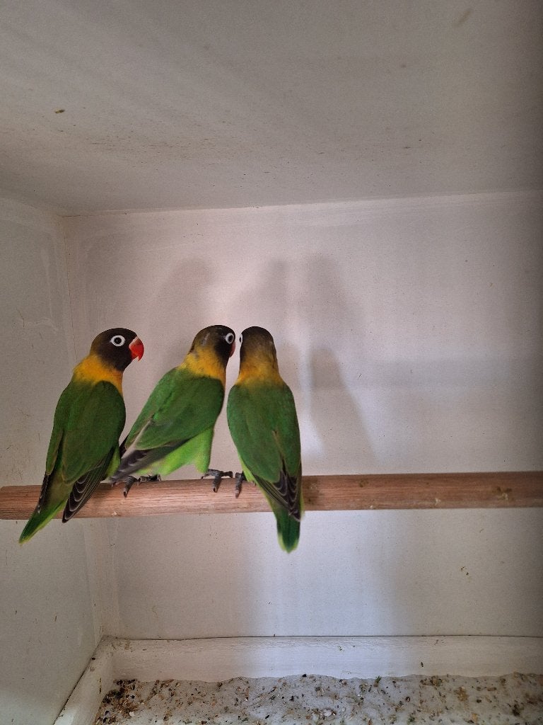 Agapornis Personata's, Dieren en Toebehoren, Geslacht onbekend, Dwergpapegaai of Agapornis, Geringd