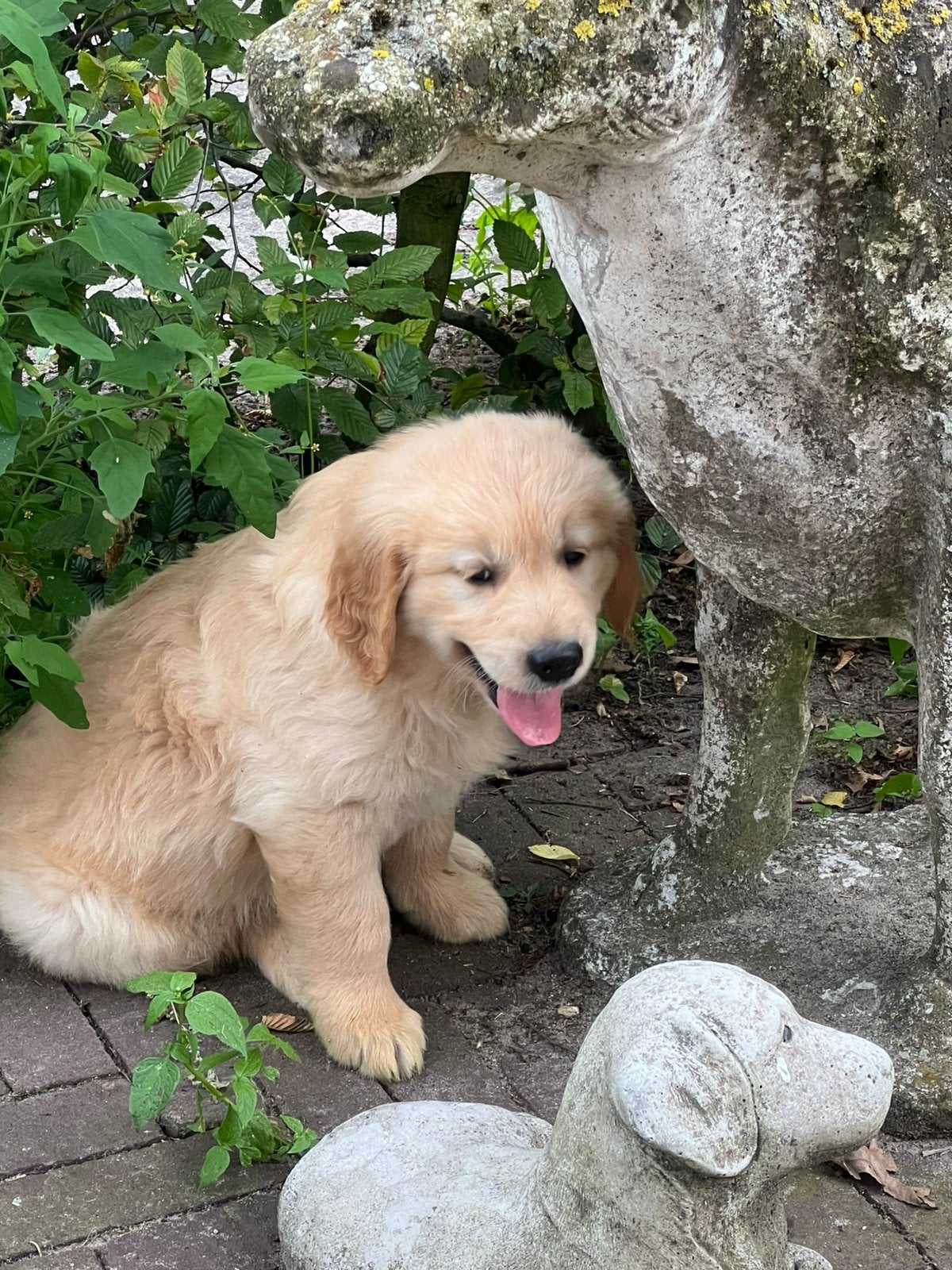 Supermooi reutje zoekt een warm huisje!, Dieren en Toebehoren, Golden retriever, Nederland, 8 tot 15 weken, Parvo
