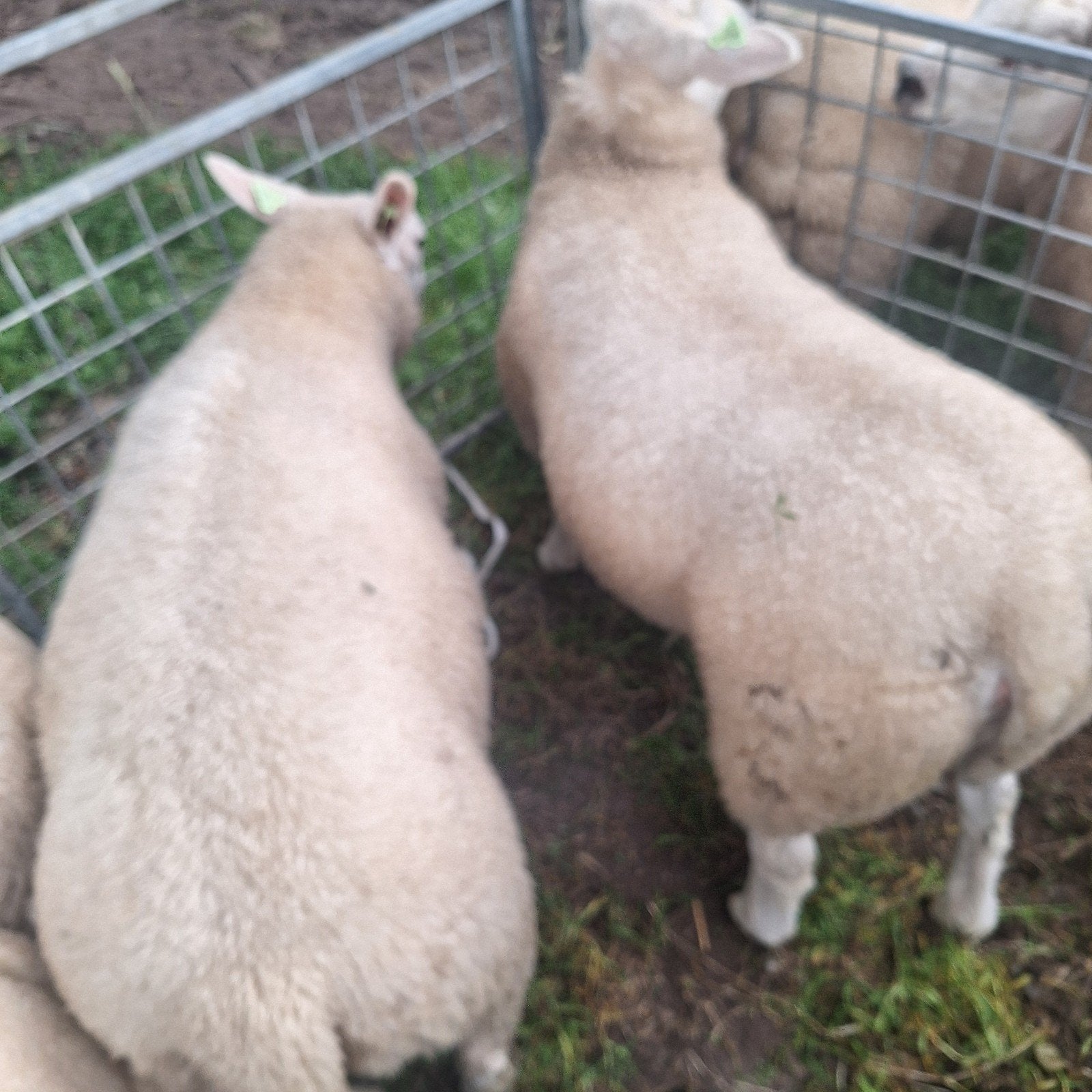Engelse texelaar, Dieren en Toebehoren, Mannelijk, Schaap