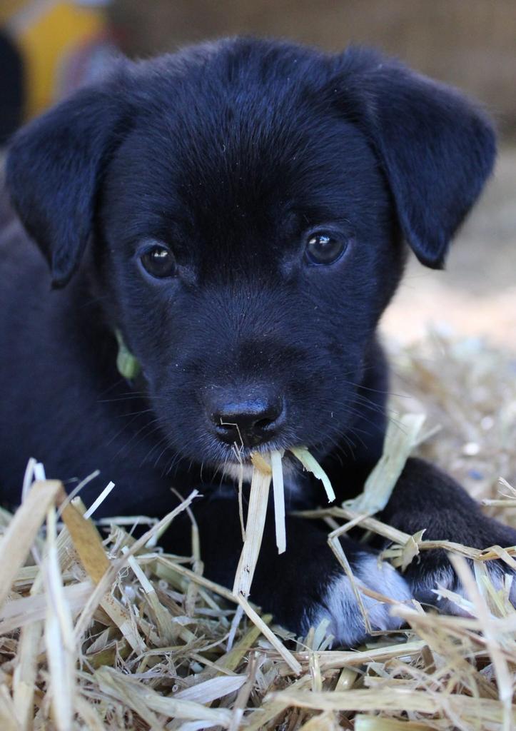 Te koop lieve speelse puppy’s, Dieren en Toebehoren, Honden | Jack Russells en Terriërs, Jack Russell Terriër, 8 tot 15 weken