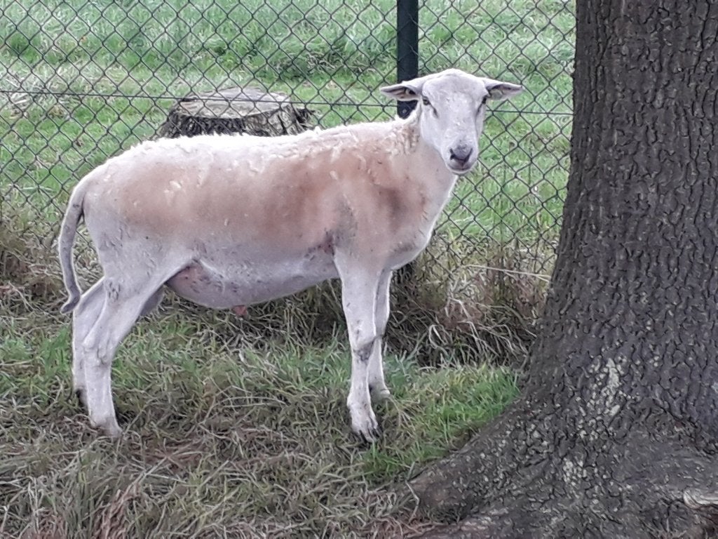 Mooie easy care schapen en lammetjes ooitje, rammetje en ram, Dieren en Toebehoren, Meerdere dieren, Schaap, 0 tot 2 jaar