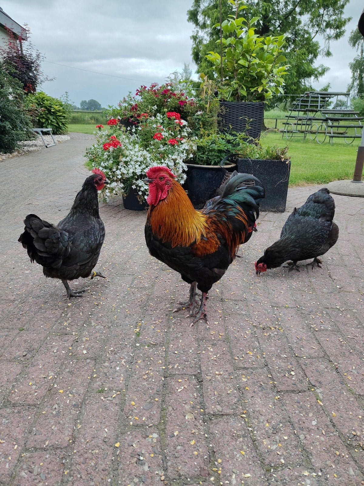 Krielkippen gratis af te halen, alleen nog  hanen, Dieren en Toebehoren, Meerdere dieren, Kip