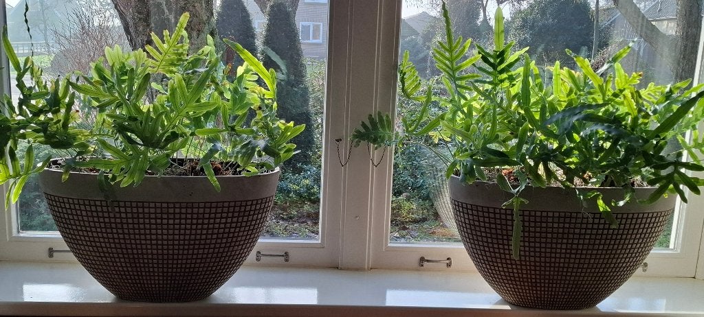 bloempotten, Ophalen of Verzenden