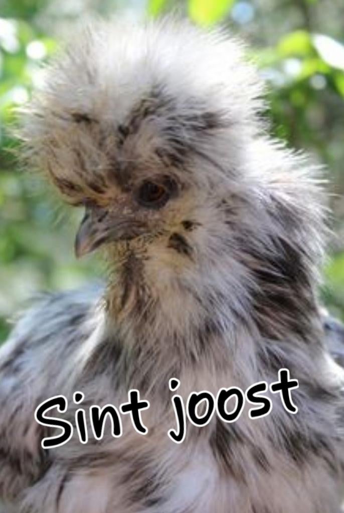 2 mei Gesekste🐥usa zijdehoen kriel zijdehoenders hennen, Dieren en Toebehoren, Pluimvee, Vrouwelijk, Kip