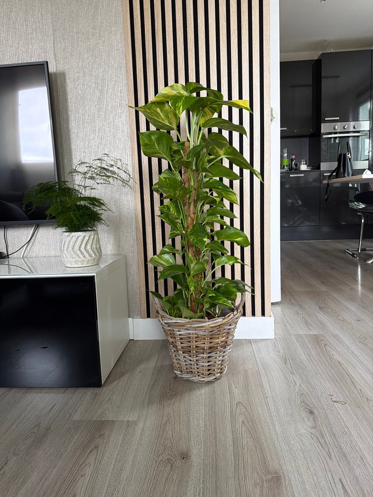 Grote Epipremnum Aureum (Scindapsus) in rieten pot, Huis en Inrichting, Kamerplanten, 100 tot 150 cm, Overige soorten, In pot