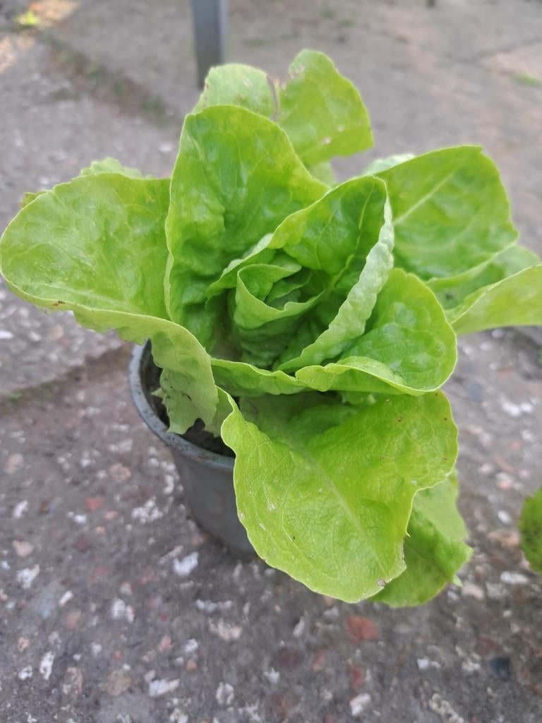 Mooie grote sla plantjes, Tuin en Terras, Planten | Tuinplanten, Volle zon, Groenteplanten, Eenjarig, Ophalen of Verzenden