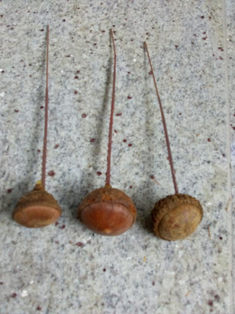 3 eikelvruchten op een pin, Ophalen of Verzenden, Gebruikt, Natuurlijk materiaal, Knutselmateriaal