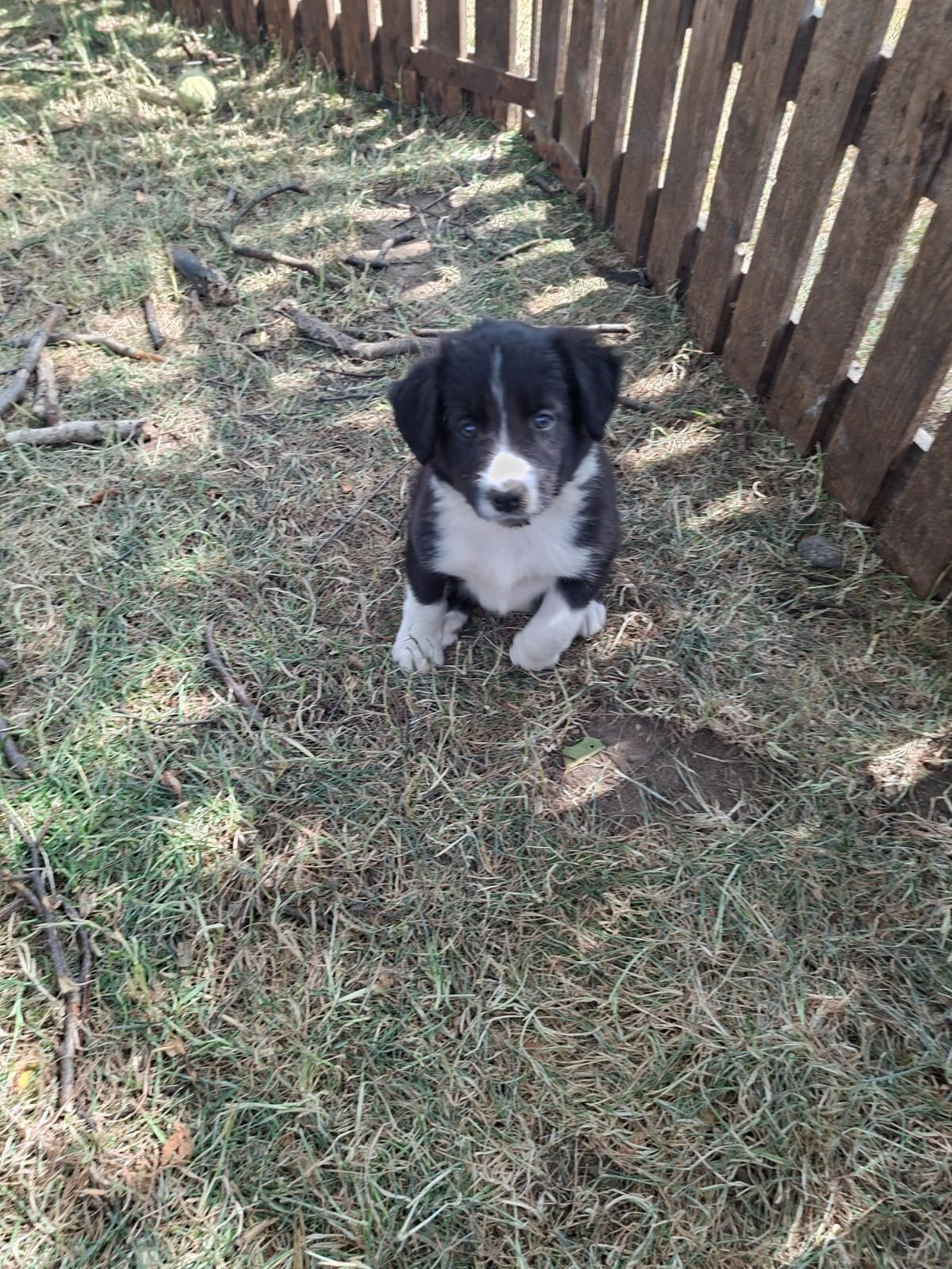 Mooie Border collie puppy's te koop!, Dieren en Toebehoren, Honden | Niet-rashonden, 8 tot 15 weken, Parvo, Meerdere dieren, Eén hond