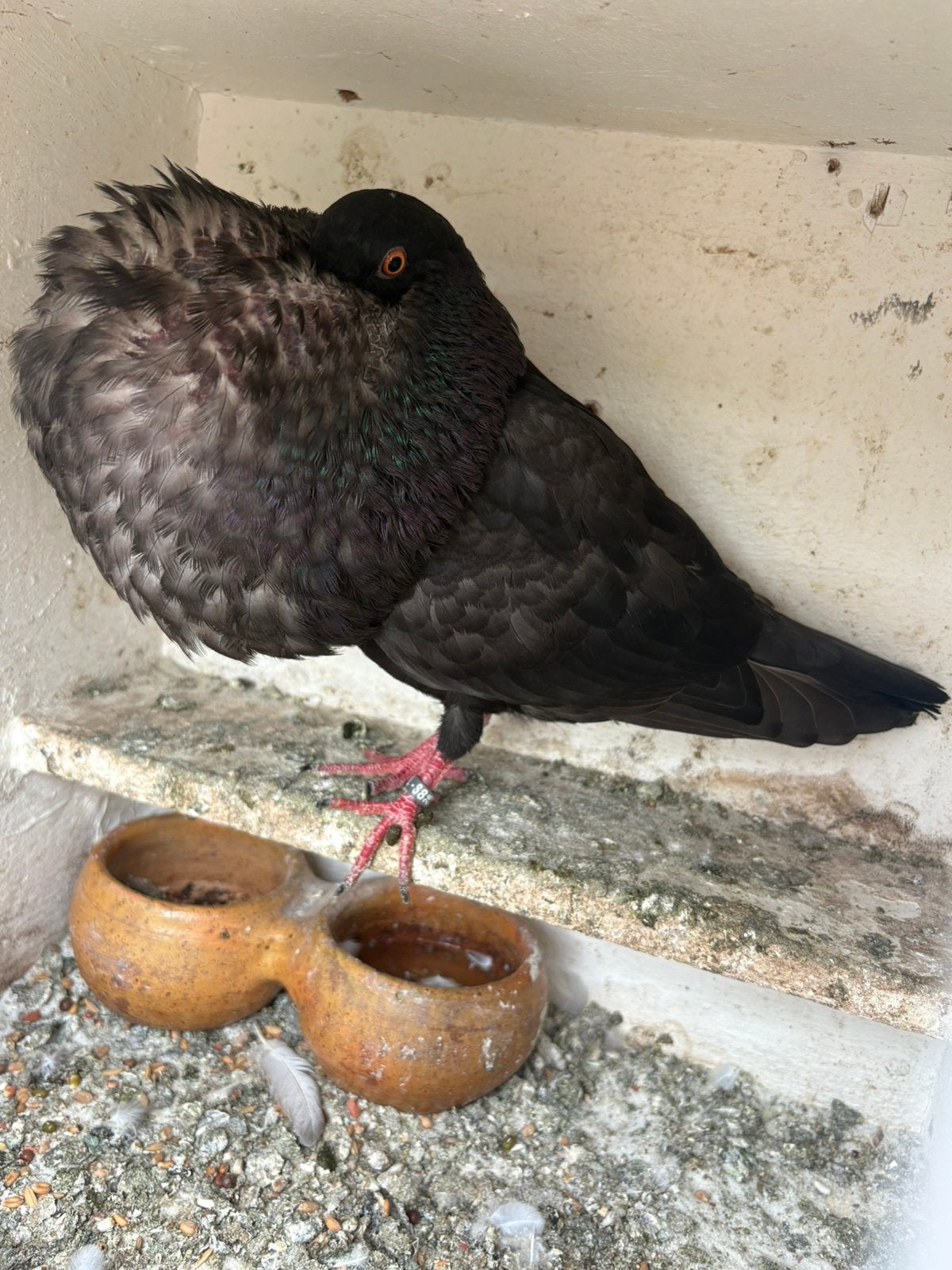 Kraai gaditano doffer, Dieren en Toebehoren, Vogels | Overige Vogels, Mannelijk