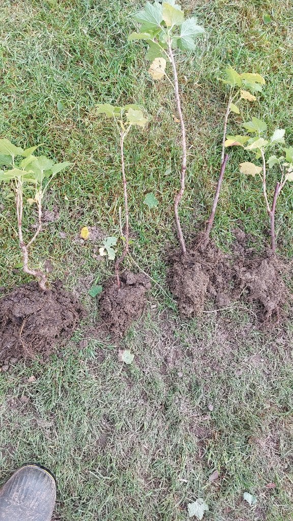 Jonge rode bessen struiken aalbes biologisch, Ophalen of Verzenden, Vaste plant, Fruitplanten, Volle zon