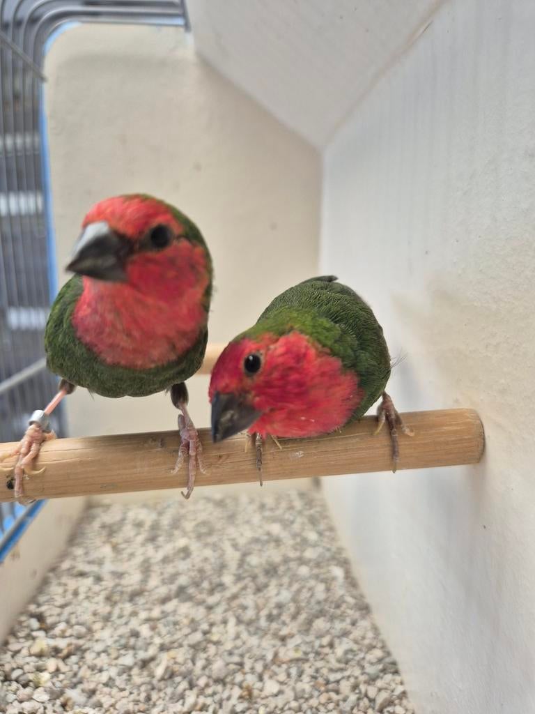 koppel roodkop papegaai amadines, Dieren en Toebehoren, Meerdere dieren