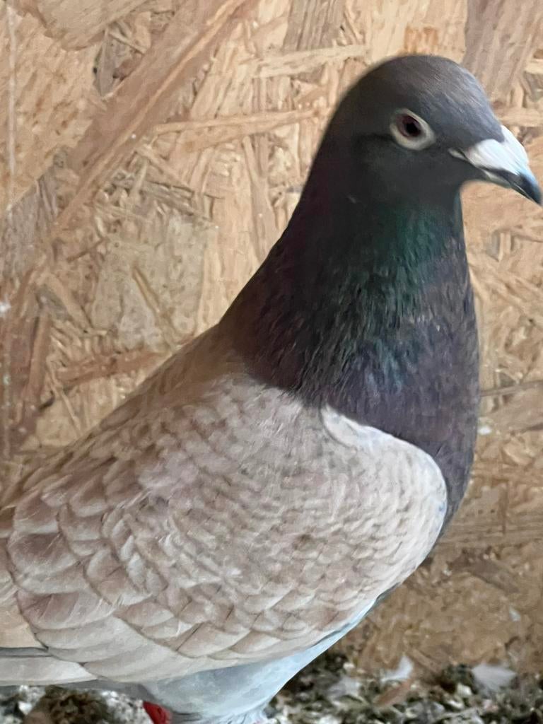 Postduiven almond doffer, Dieren en Toebehoren, Mannelijk, Postduif