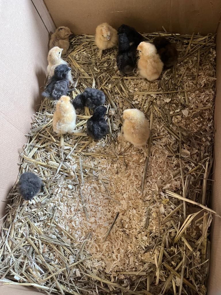 Superschattige zijdehoender kuikens, Dieren en Toebehoren, Pluimvee, Geslacht onbekend, Kip
