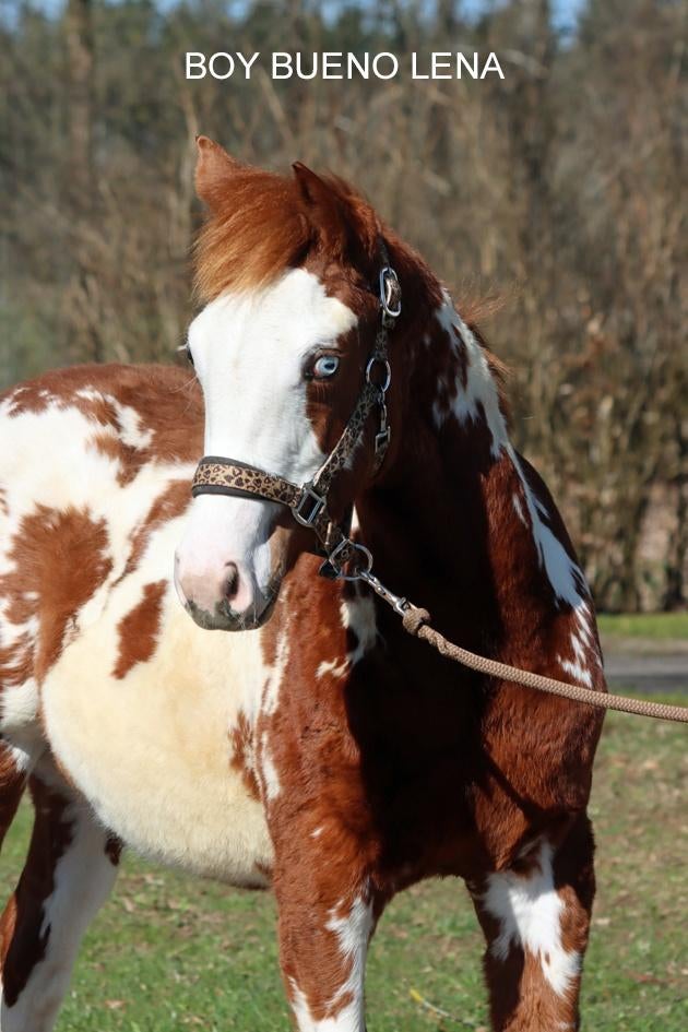 American Paint Horses and Quarter Horses, Dieren en Toebehoren, Minder dan 160 cm, Met stamboom, Niet van toepassing, 0 tot 2 jaar