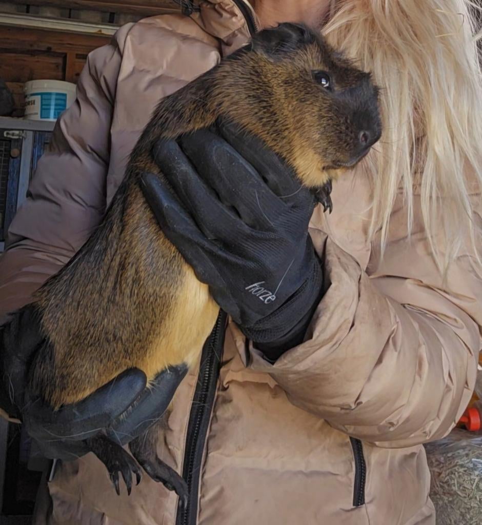 Diverse prachtige exemplaren Cuy Reuzencavia's beschikbaar, Cavia, April, Meerdere dieren, Tam
