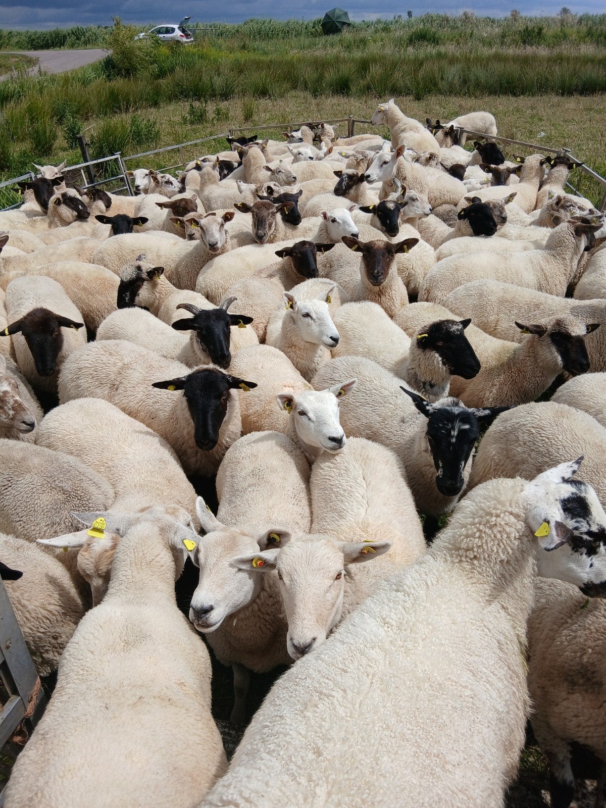 Mooie fokschapen, Mannelijk, Schaap