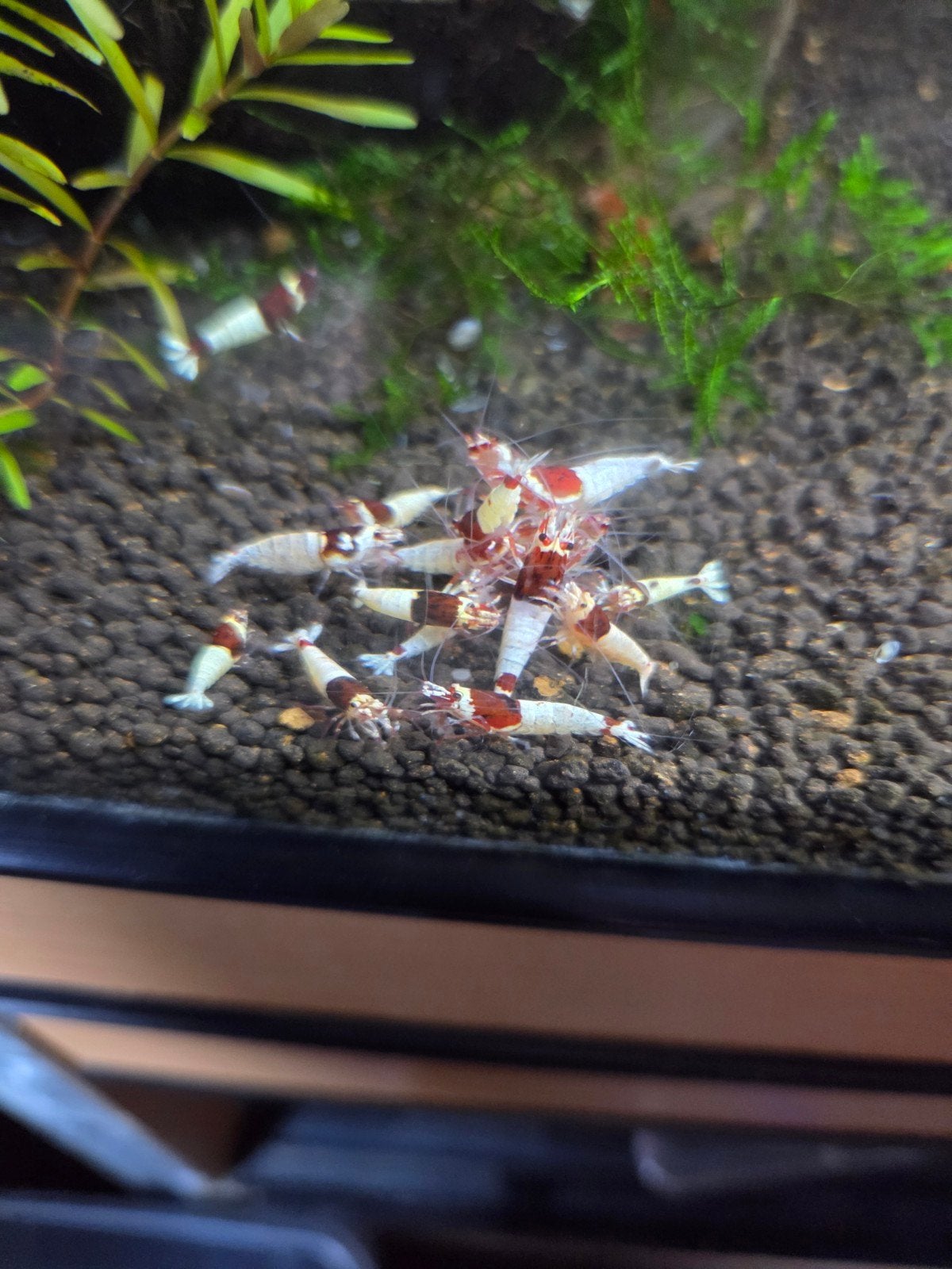 Red mosura garnalen caridina, Dieren en Toebehoren, Vissen | Aquariumvissen, Kreeft, Krab of Garnaal