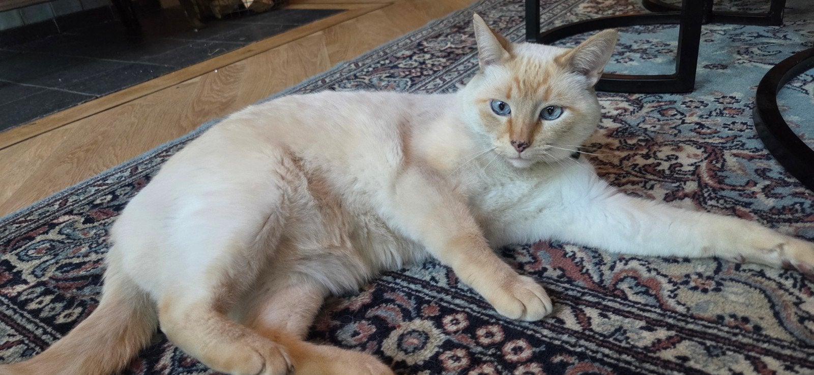 5* huisje voor deze lieverd, Dieren en Toebehoren, Katten en Kittens | Raskatten | Korthaar, Kater