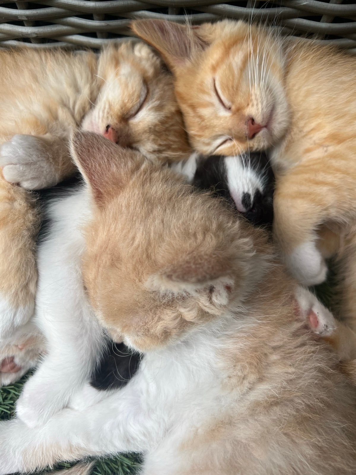 3 sociale Kater kittens selkirk rex, Dieren en Toebehoren, Kater, Kortharig, 0 tot 2 jaar