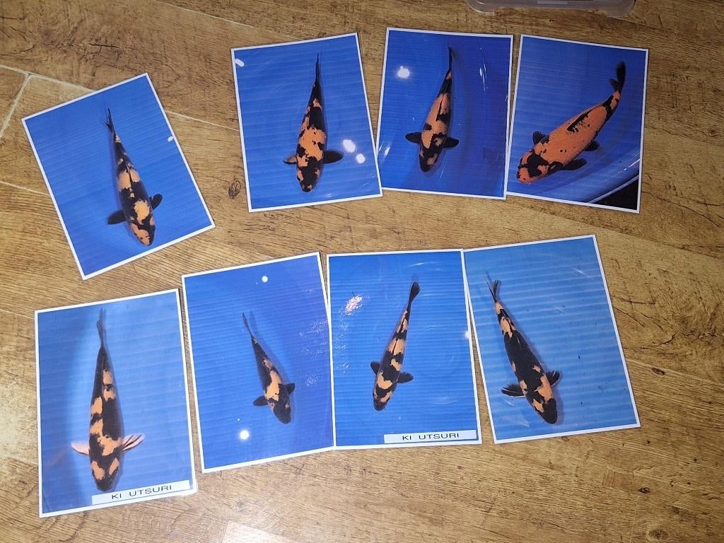 koi  8x prachtige hi en ki utsuri  ( geel en oranje ), Karper of Koi