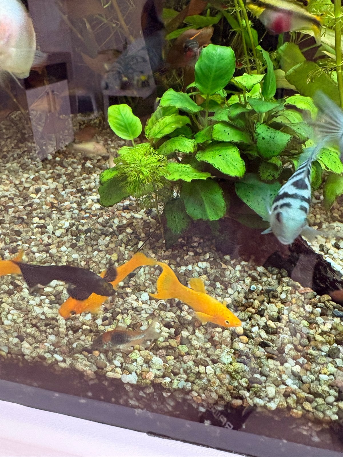 Gele platy's!   Meerdere koppels, Vis