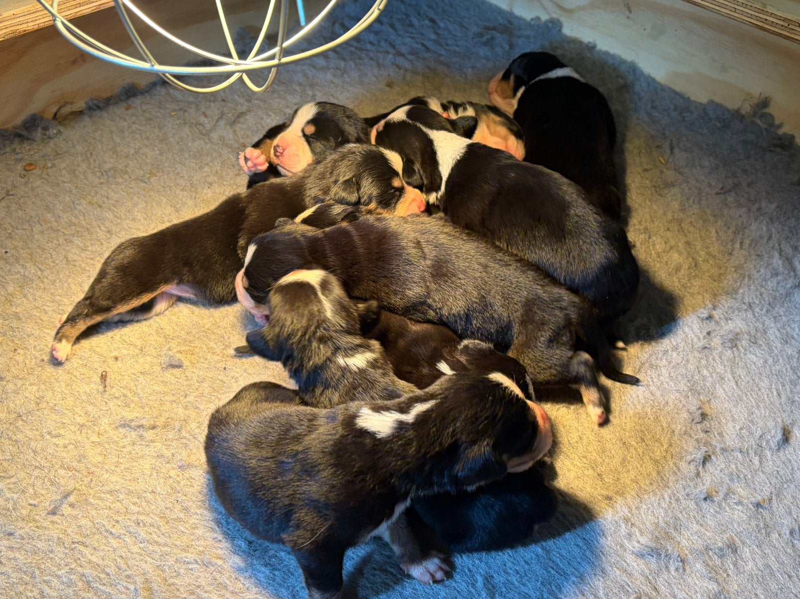 Lieve  grote Zwitserse sennenhond pups 4 teefjes en 1 reu, Dieren en Toebehoren, Meerdere, Meerdere dieren, Nederland, Particulier