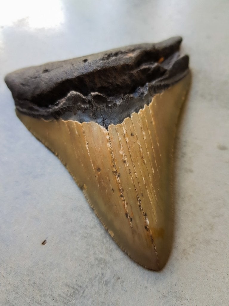 megalodon fossiele tanden, Ophalen of Verzenden, Fossiel