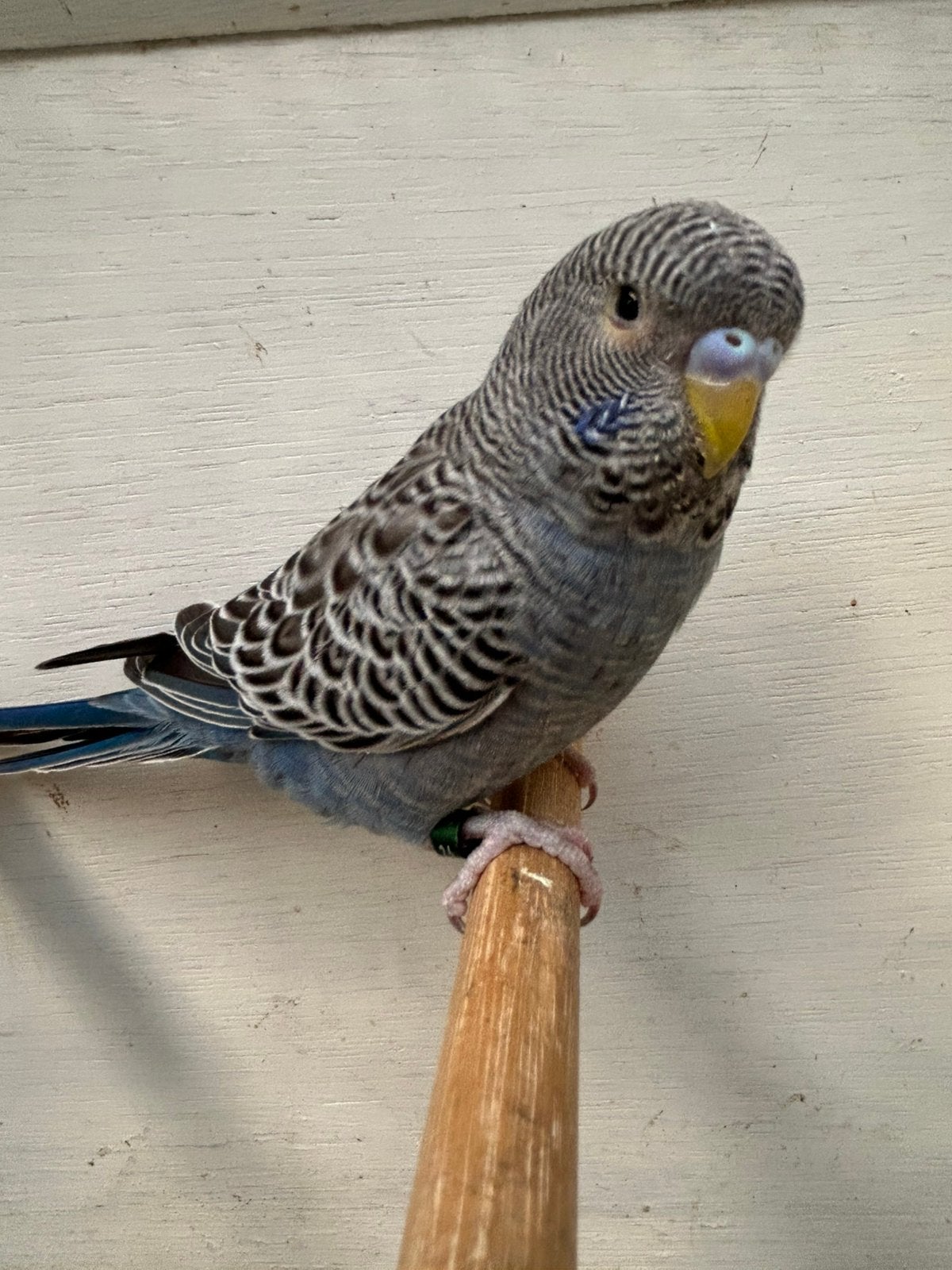 Blackface grasparkiet, Dieren en Toebehoren, Vogels | Parkieten en Papegaaien, Mannelijk, Parkiet
