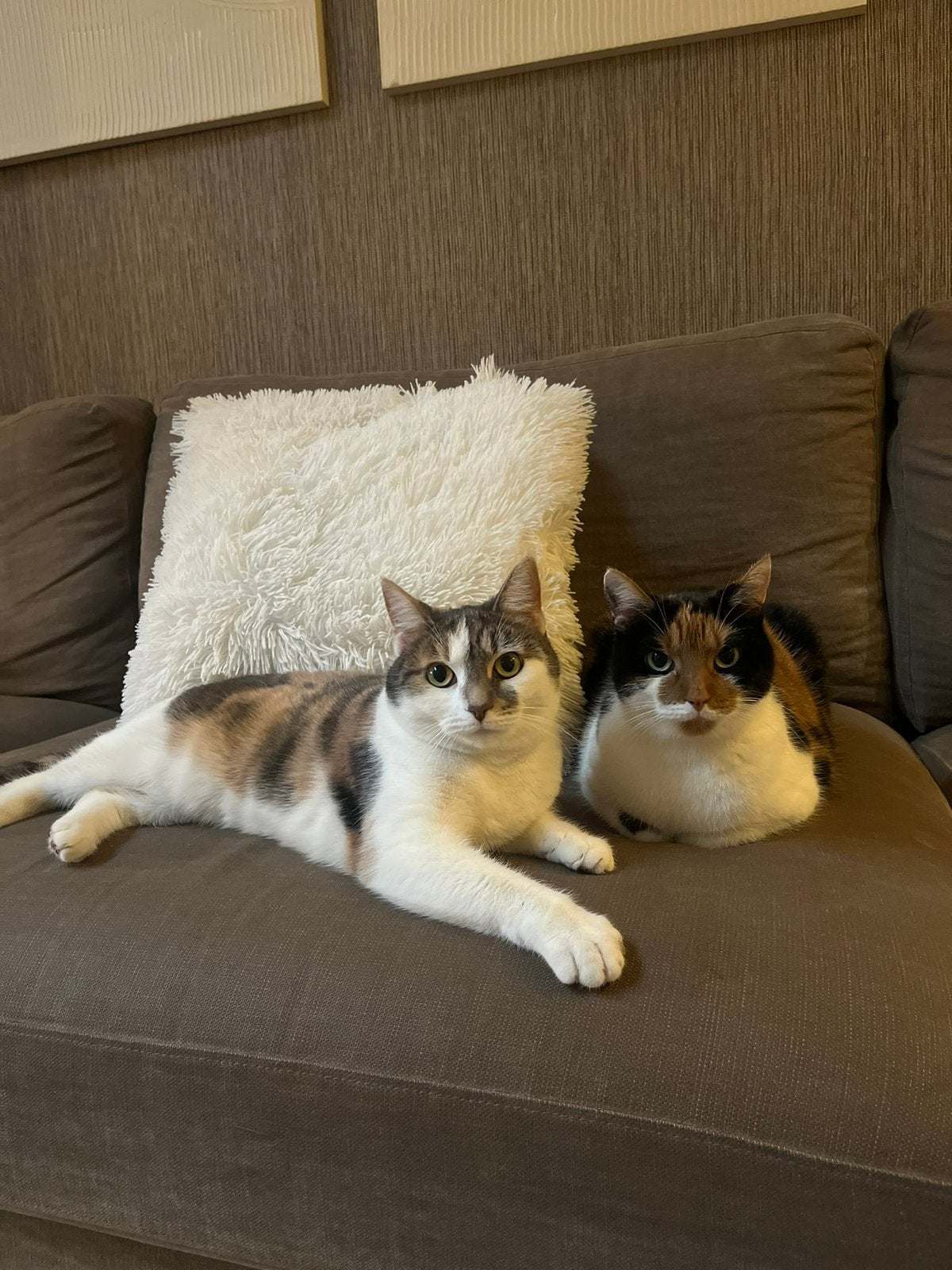 Twee, ontzettend lieve katten zoeken een nieuw baasje!, Poes