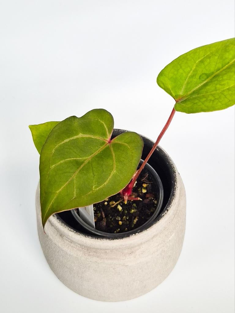 Anthurium Crystallinum Red Sinus x (KOS HU x Papillilaminum), Ophalen of Verzenden, Halfschaduw, Minder dan 100 cm