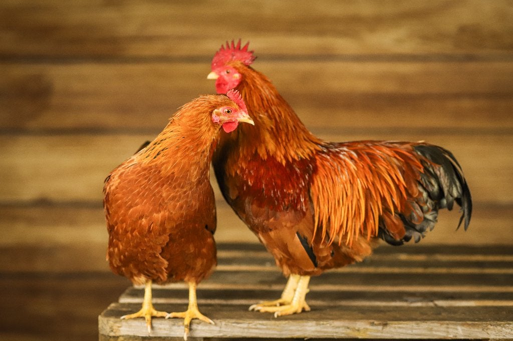 New Hampshire krielen | Goede leggers | Passend advies, Meerdere dieren, Kip
