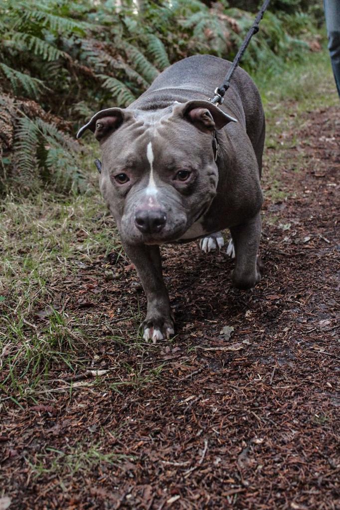 Amerikaanse bully XXL, 6 jaar of ouder, HCC (leverziekte), Reu, Bulldog