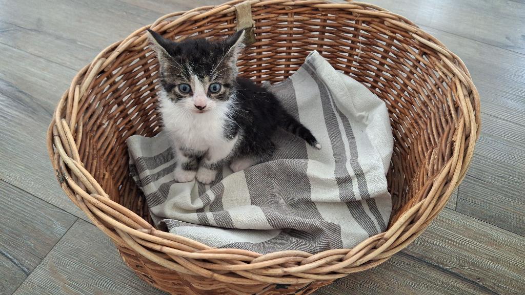 Prachtige, lieve kittens, Meerdere dieren, Kortharig, 0 tot 2 jaar