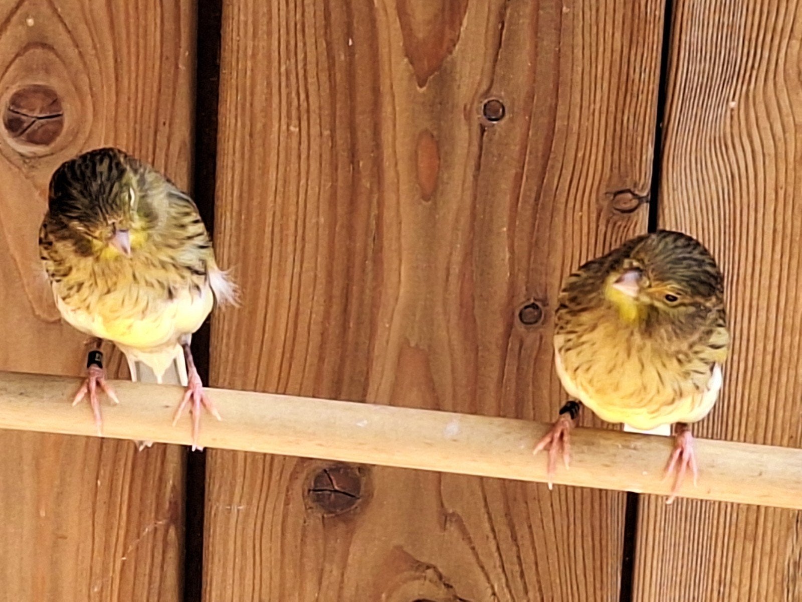 kanaries te koop, Dieren en Toebehoren, Vogels | Kanaries, Mannelijk, Bastaard