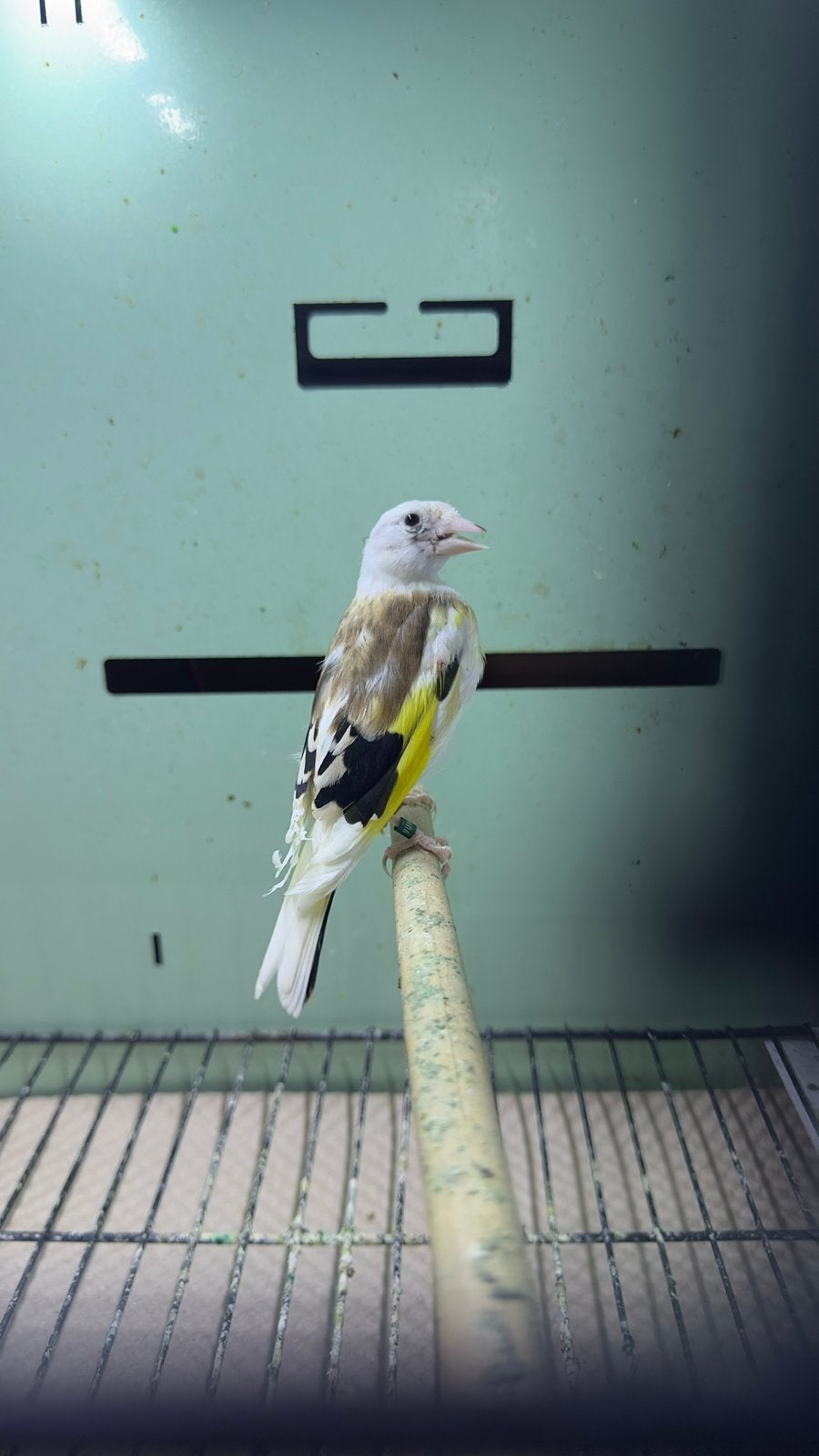 Putter, Meerdere dieren, Kleurkanarie