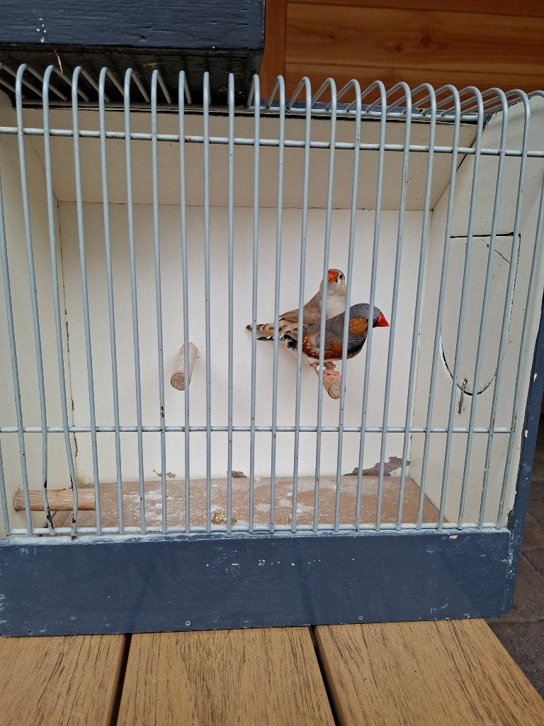 oranjeborst zwartborst, Meerdere dieren, Tropenvogel, Geringd