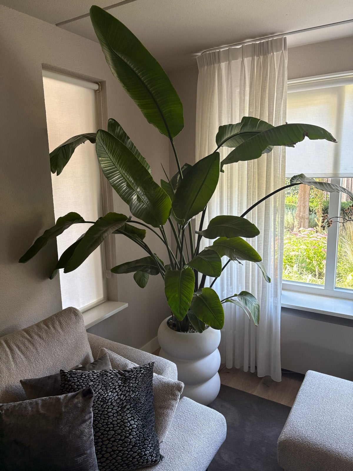 Grote Strelitzia Nicolai in stijlvolle pot, Ophalen, 200 cm of meer, Overige soorten, In pot