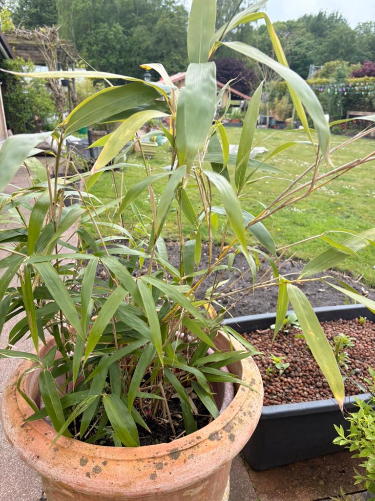 Mooie Japanse Bamboe (ca. 80 cm hoog) – Winterhard & Groen, Tuin en Terras, Planten | Tuinplanten, Vaste plant, Bloeit niet, Halfschaduw