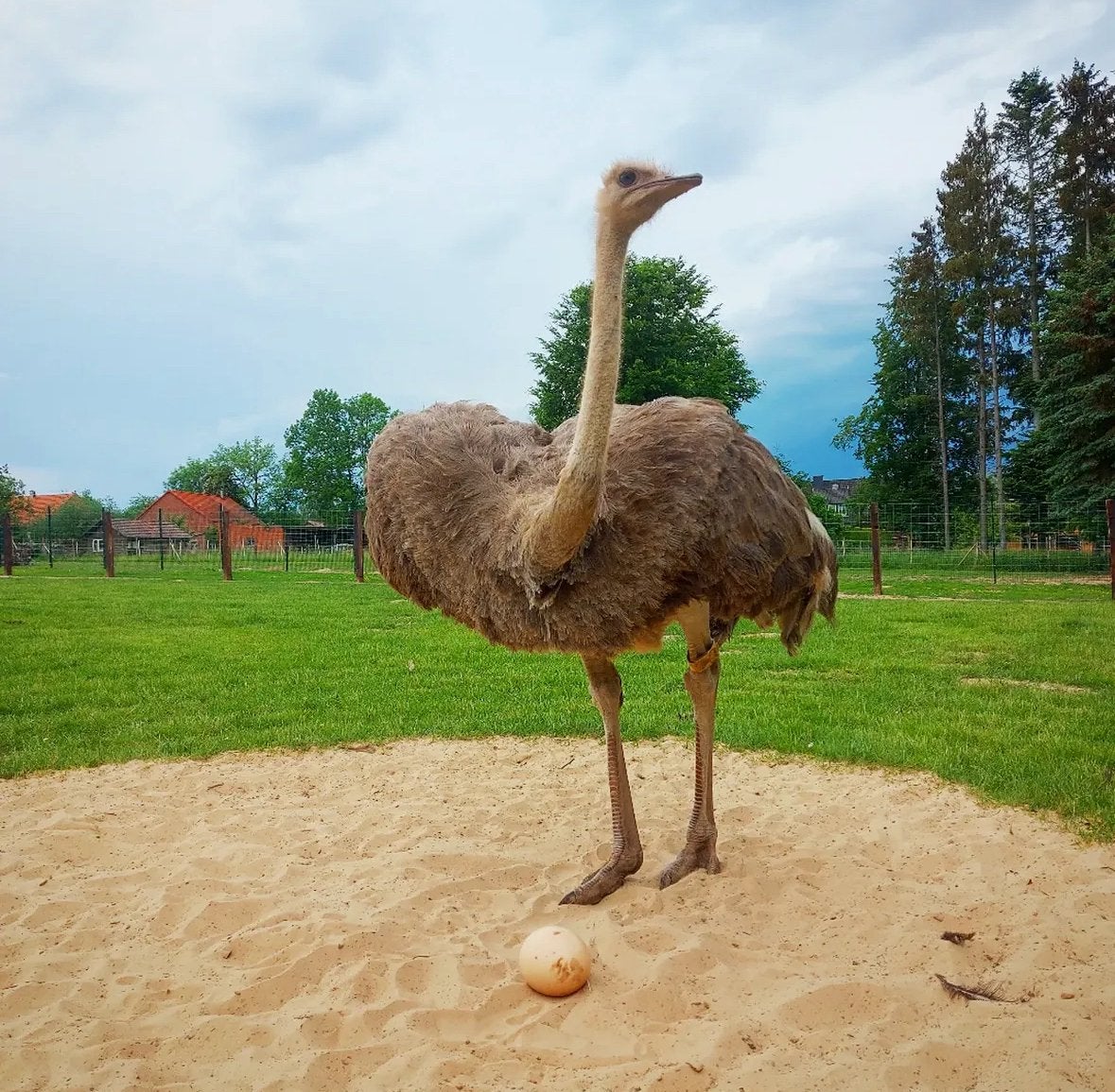 Struisvogels, Meerdere dieren, Kip