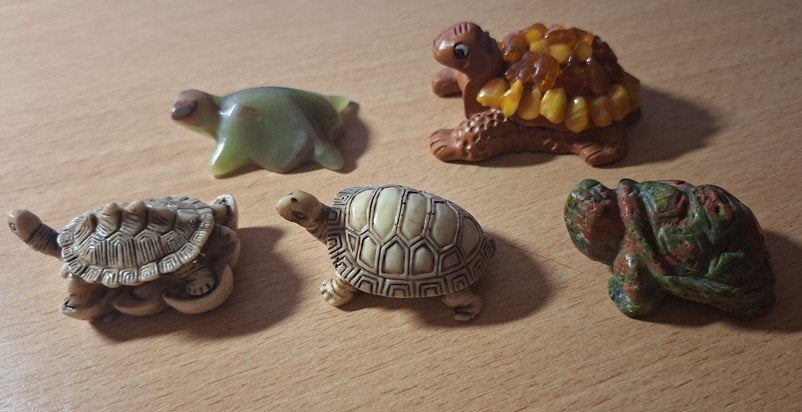 5 verschillende schildpadjes., Verzenden, Nieuw, Dier