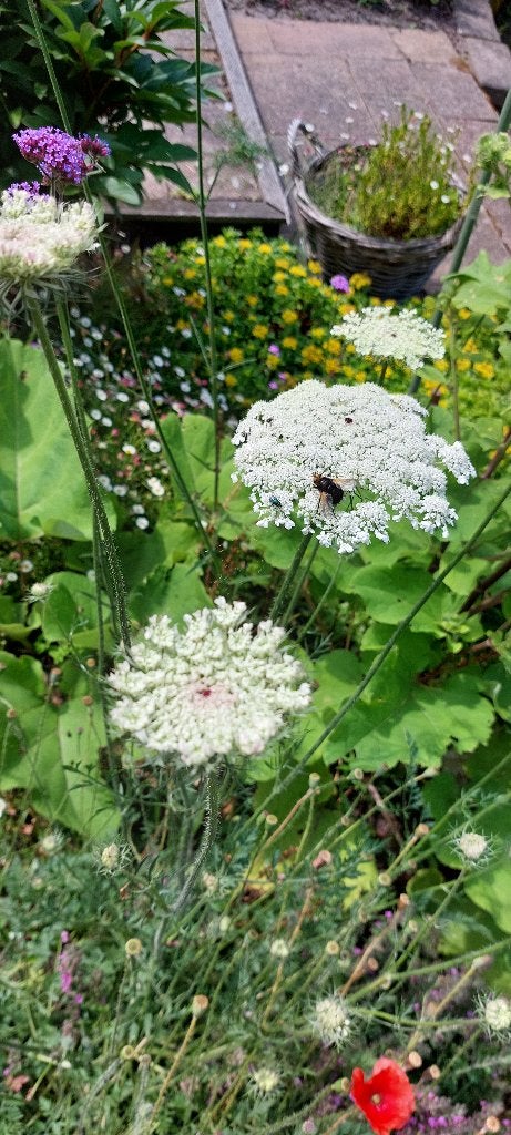 zaden prachtige wilde peen ( Biologisch ), Ophalen of Verzenden, Najaar, Volle zon, Zaad