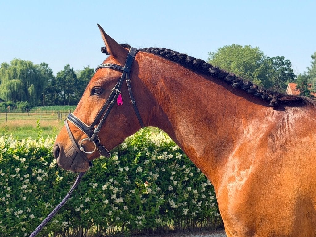 Fijne d sport recreatie pony te koop, Dieren en Toebehoren, Pony's, Ruin, Dressuurpony, 3 tot 6 jaar, D pony (1.37m tot 1.48m)