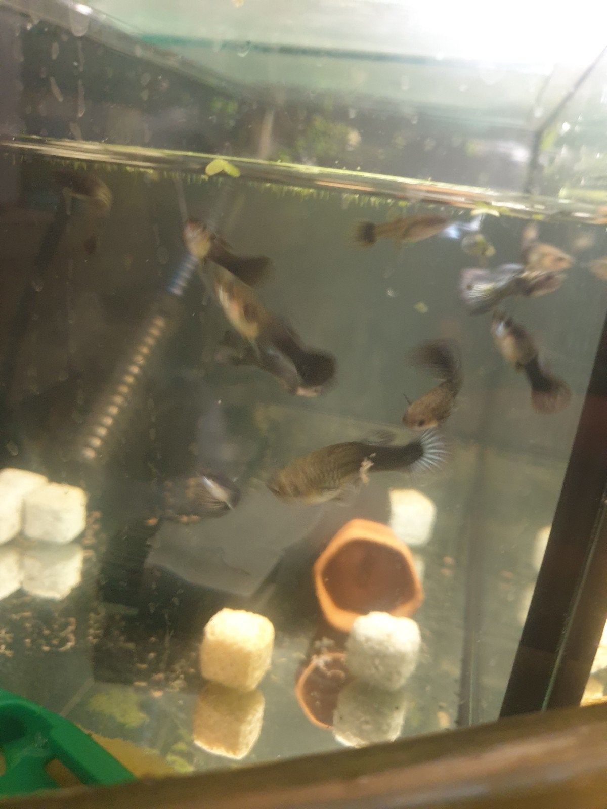 Guppen gratis, Dieren en Toebehoren, Vissen | Aquariumvissen, Vis, Zoetwatervis