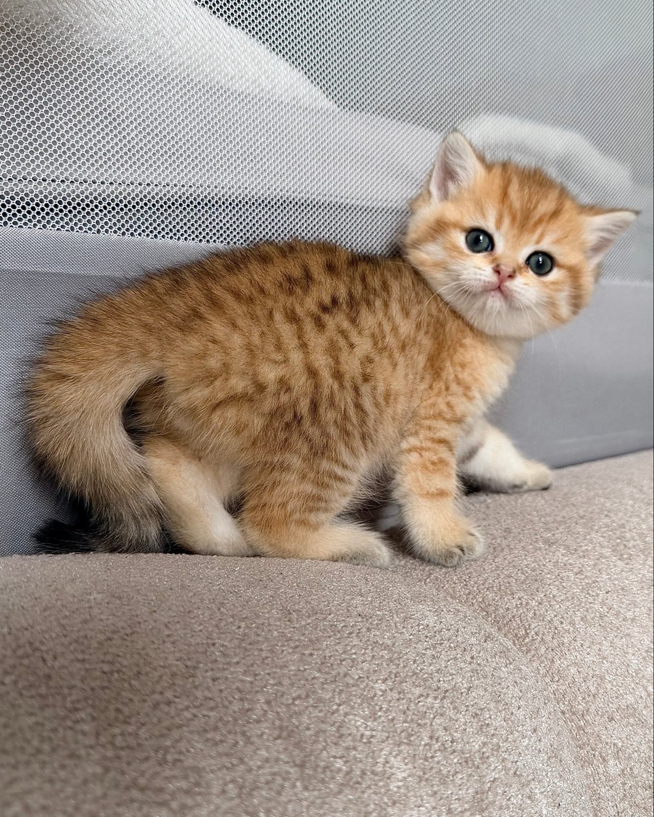 Britse korthaar kitten golden shaded tabby, Kater