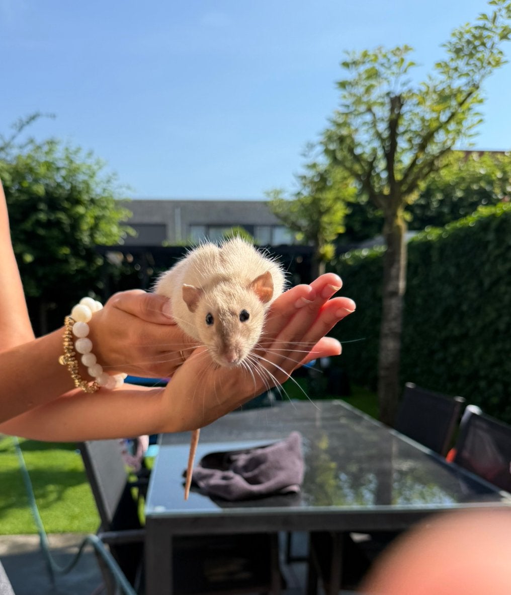 2 tamme ratten inclusief kooi, Dieren en Toebehoren, Ophalen, Kooi, Zo goed als nieuw, Eekhoorn