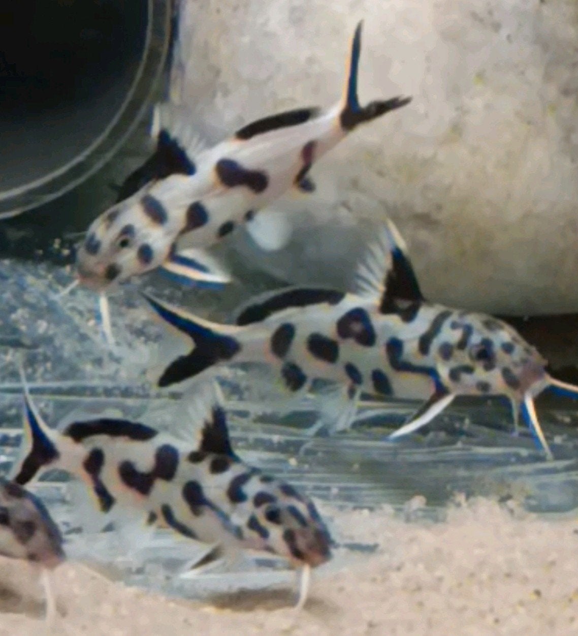 Synodontis poli white Zambia Tanganyika Cichliden vissen, Vis