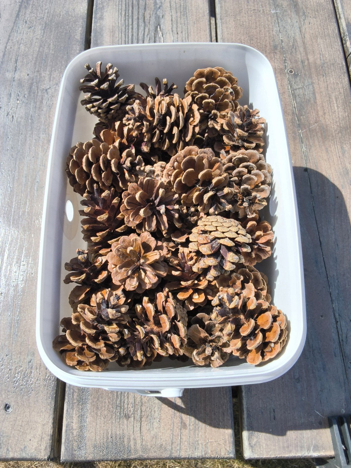 40 dennenappels in een plastic bakje, Ophalen of Verzenden, Nieuw